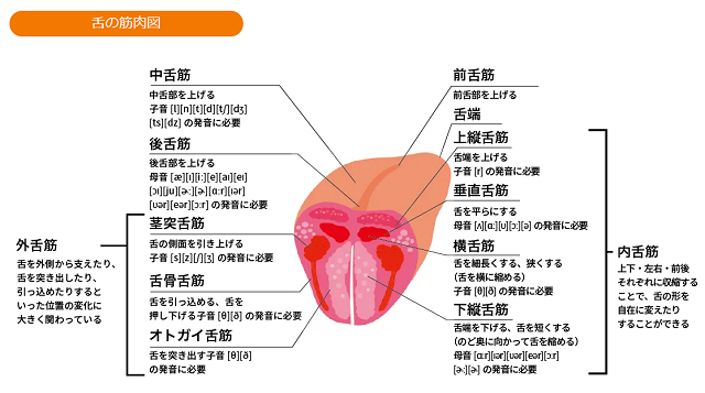 舌の筋肉図